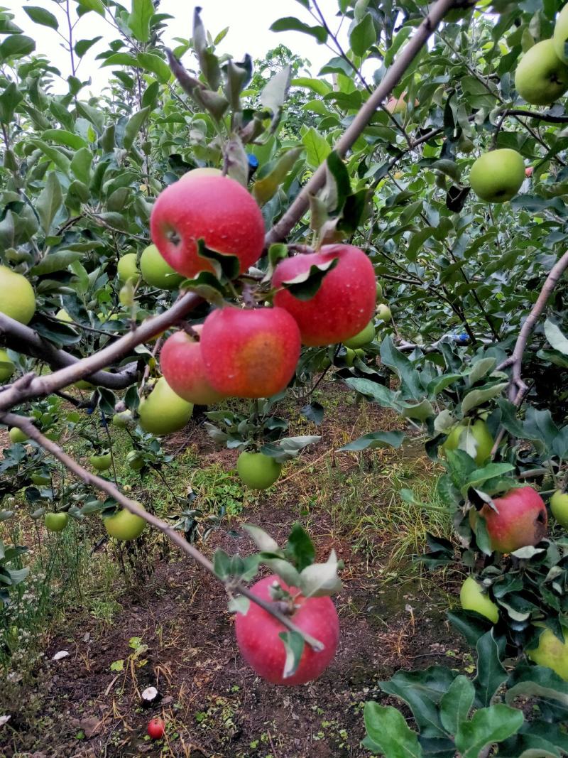早熟青红苹果大量上市热卖中