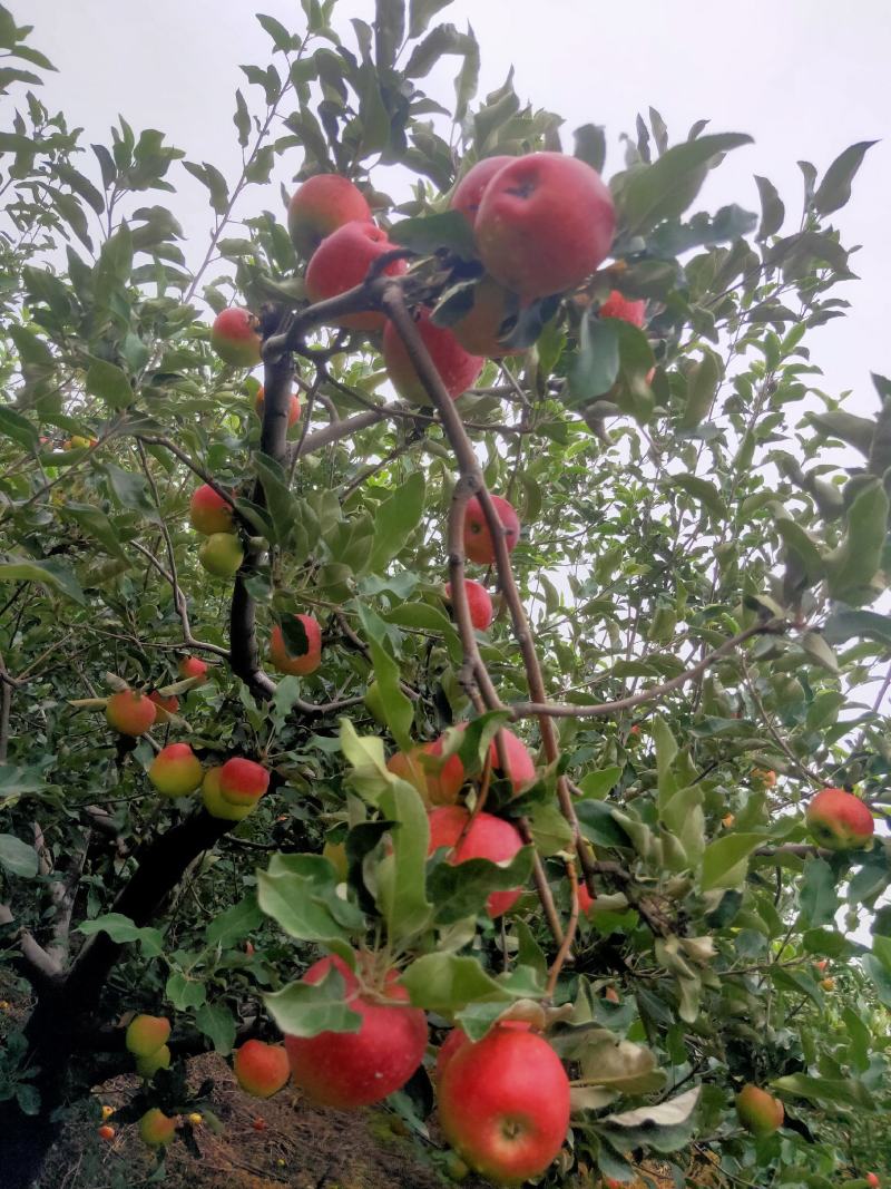 早熟青红苹果大量上市热卖中