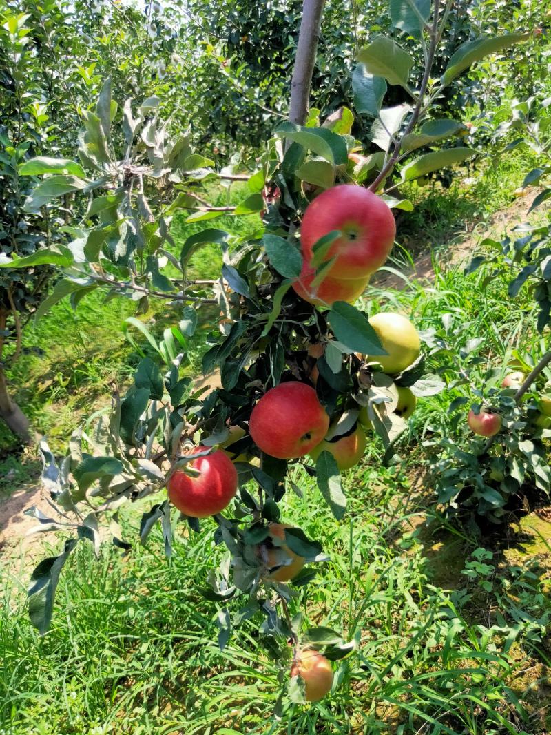 早熟青红苹果大量上市热卖中