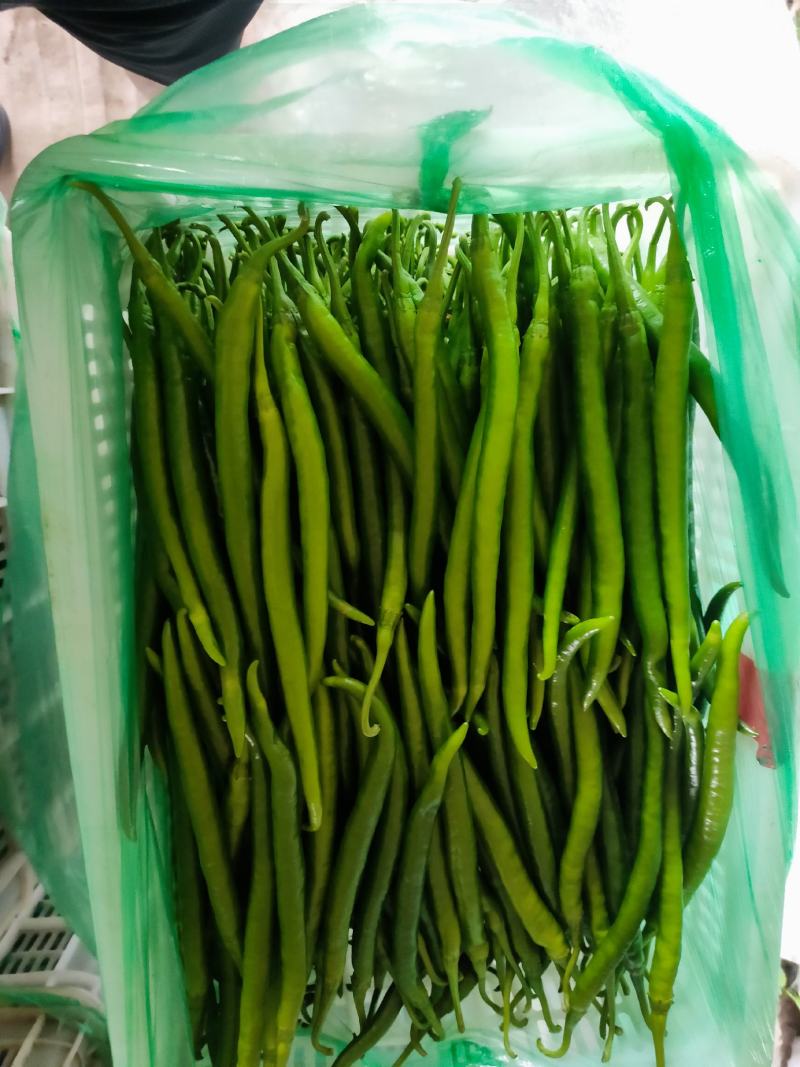 线椒