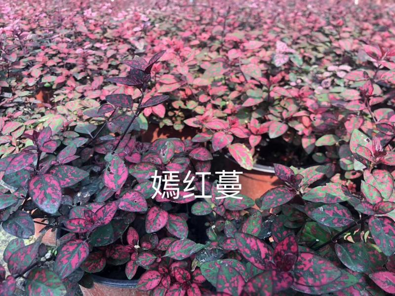 供应嫣红蔓红色杯苗基地直销一手货源视频看货