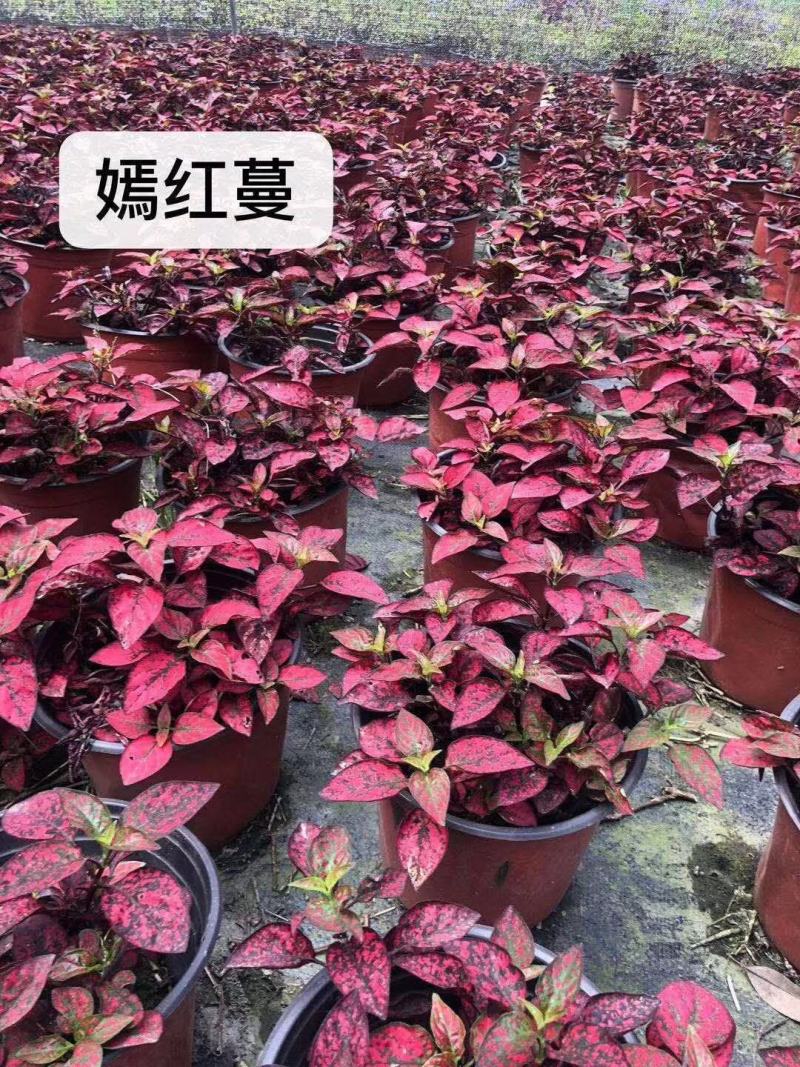 供应嫣红蔓红色杯苗基地直销一手货源视频看货