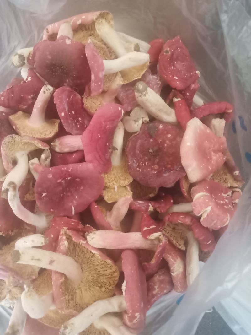红菇，河南省桐柏县大别山