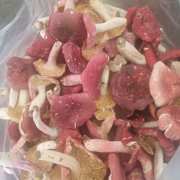 红菇，河南省桐柏县大别山