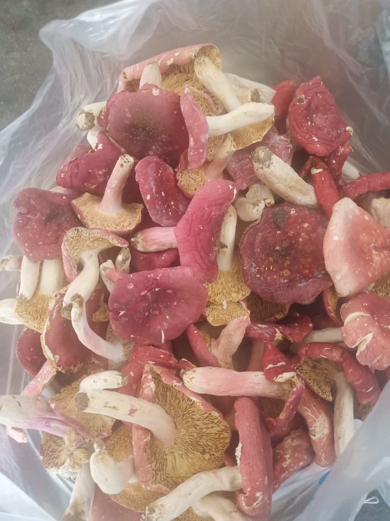 红菇，河南省桐柏县大别山