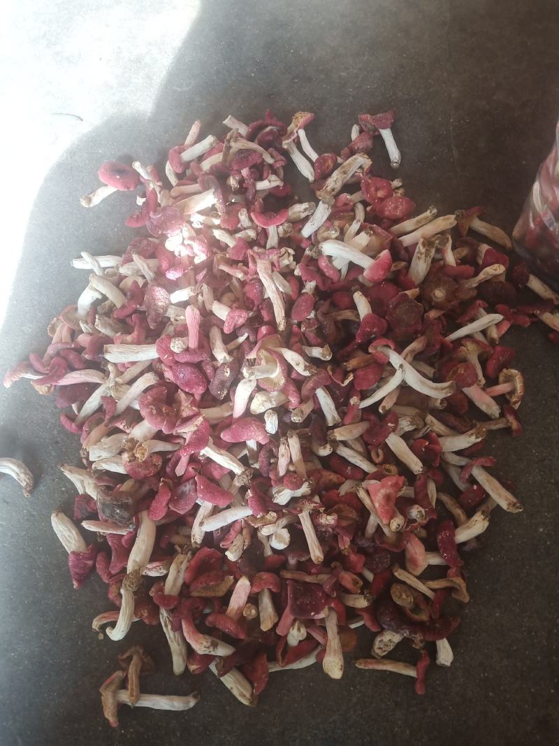 红菇，河南省桐柏县大别山