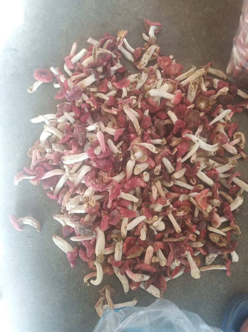 红菇，河南省桐柏县大别山