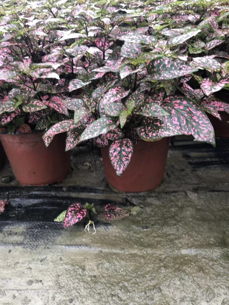 自家苗圃供应嫣红蔓粉色杯苗基地直销一手货源