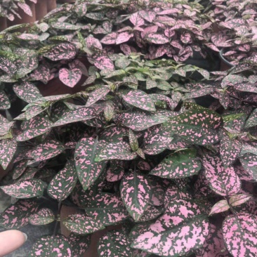 自家苗圃供应嫣红蔓粉色杯苗基地直销一手货源