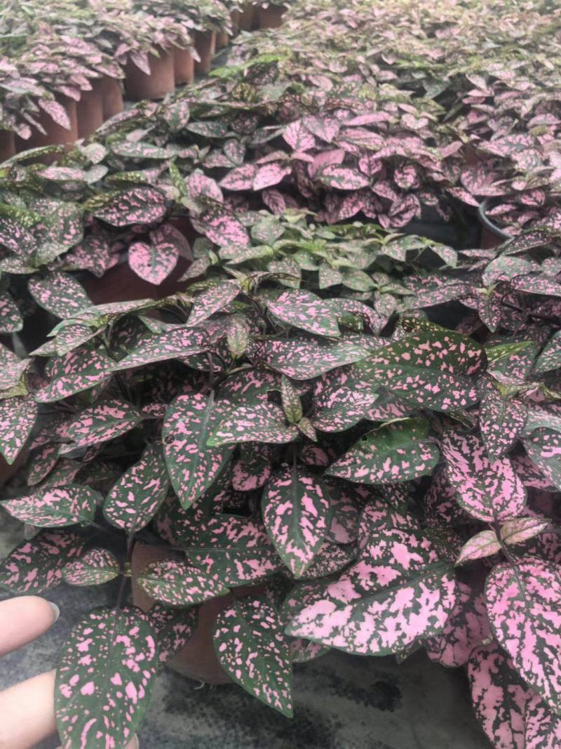 自家苗圃供应嫣红蔓粉色杯苗基地直销一手货源
