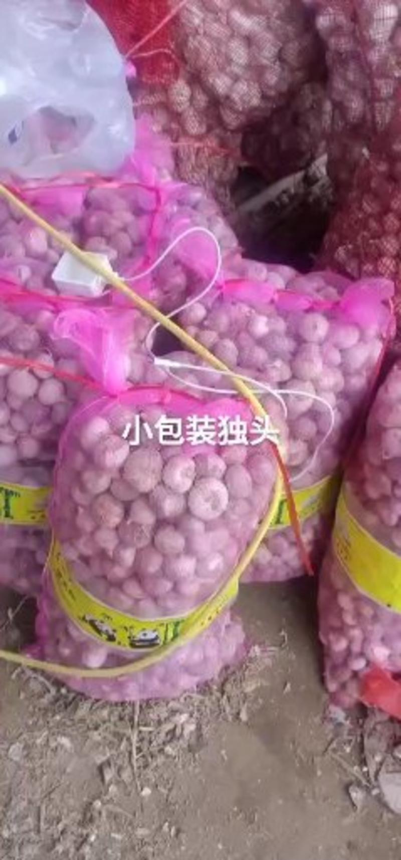 四川独头蒜，徐州市丰县雪含果蔬种植专业合作社隆重出品！