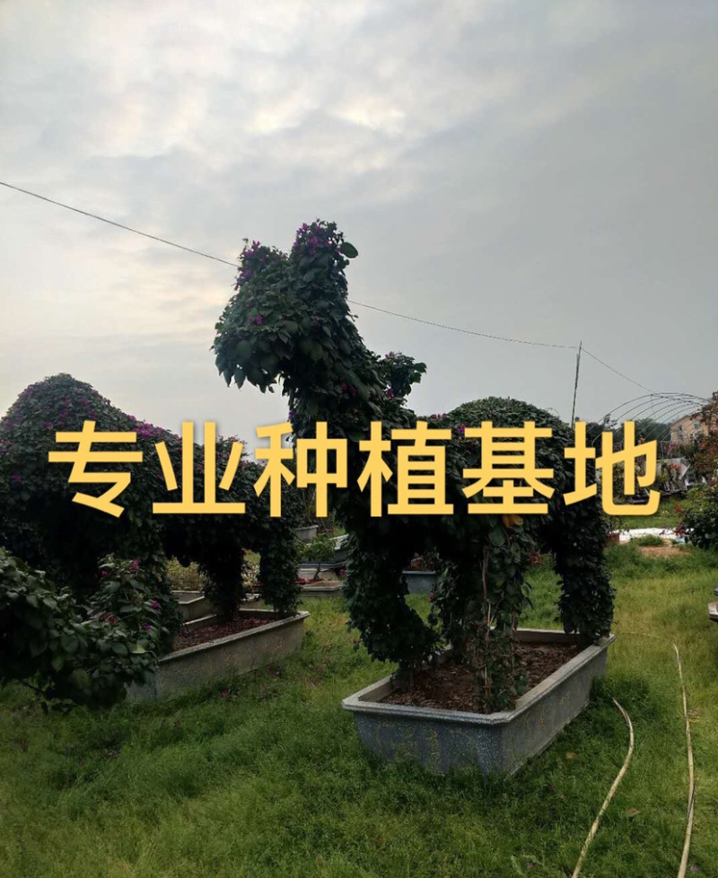 漳州中国红四季红云南紫多色三角梅桩头桩景盆景造型球柱形