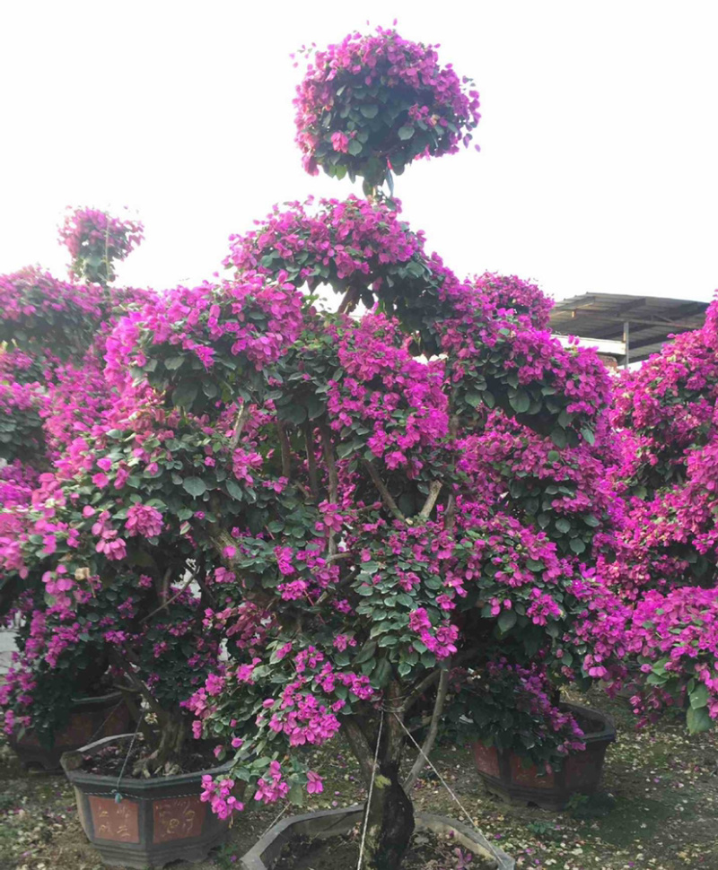漳州中国红四季红云南紫多色三角梅桩头桩景盆景造型球柱形