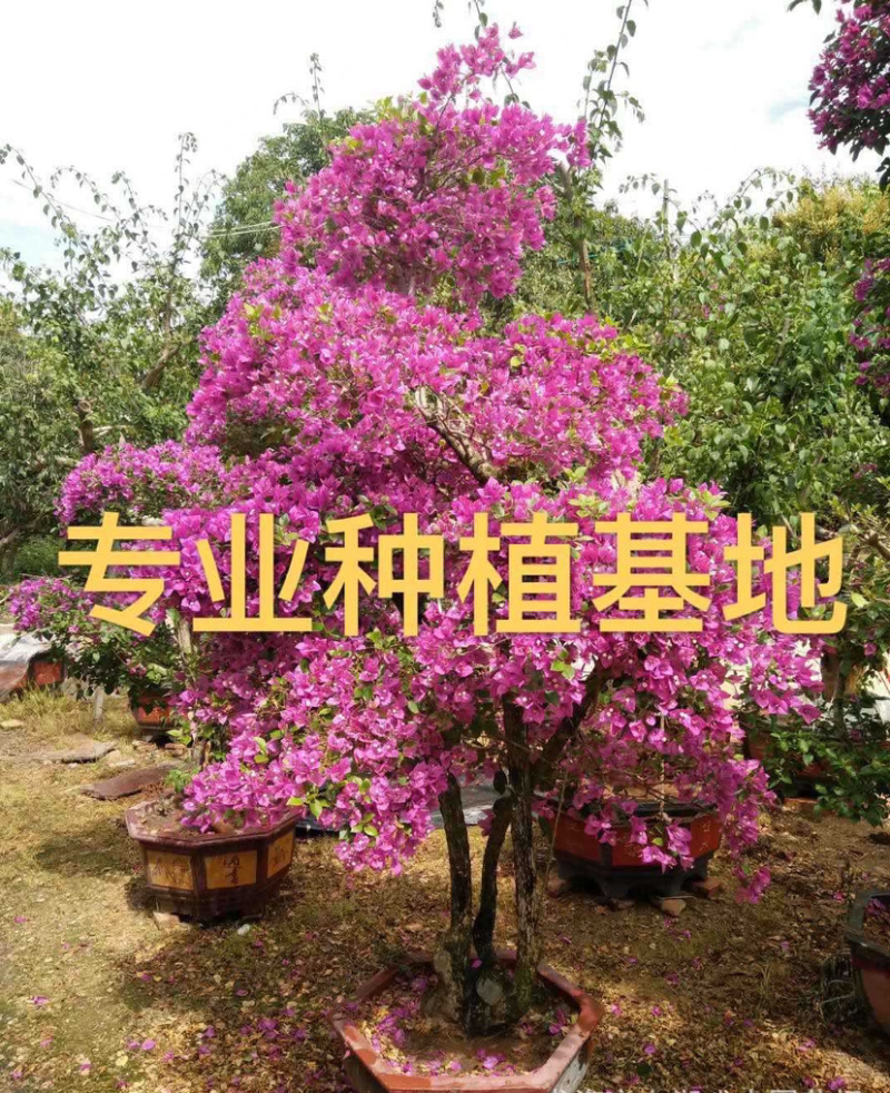 漳州中国红四季红云南紫多色三角梅桩头桩景盆景造型球柱形