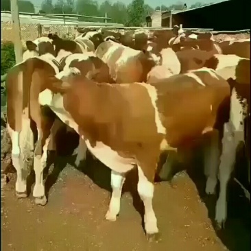 【热售中】西门塔尔，利木赞，夏洛莱，牛犊