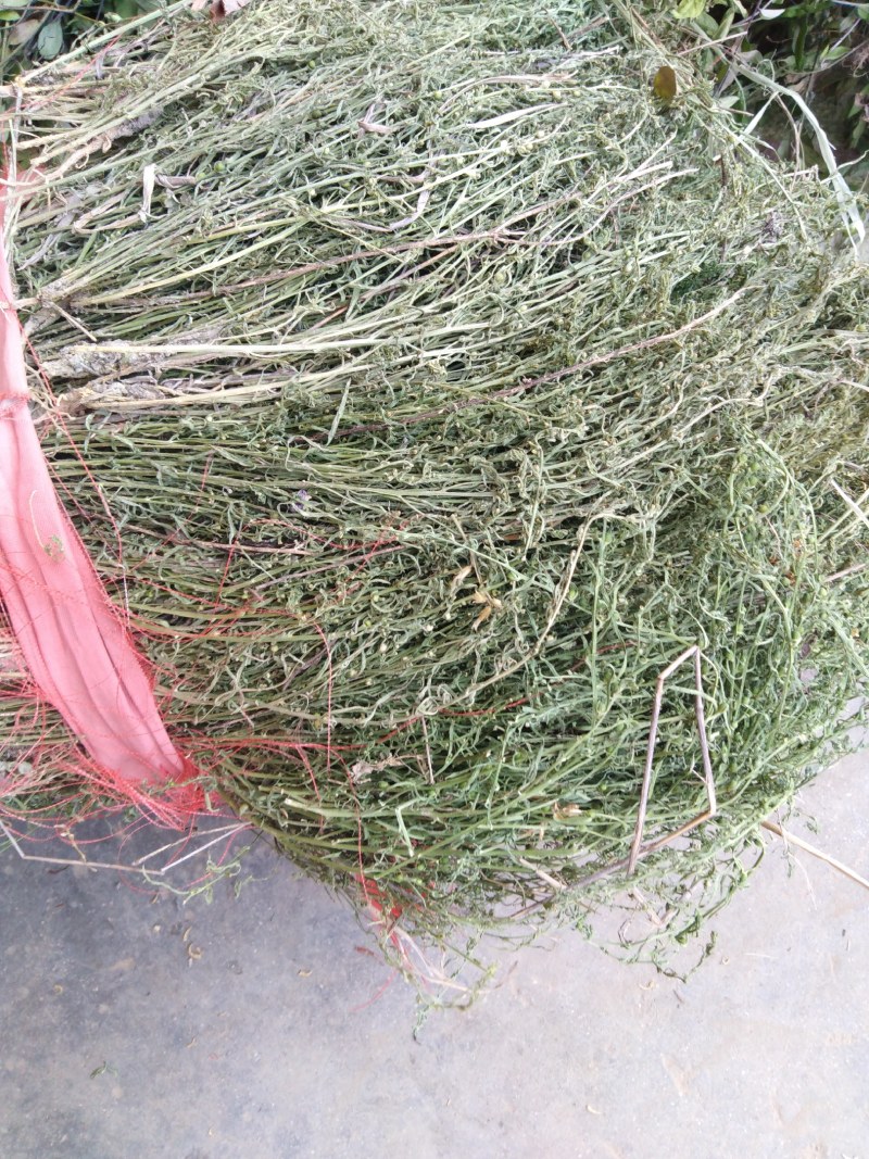百蕊草，，麦黄草，沮草，，，野生干货，保证质量，长期有货