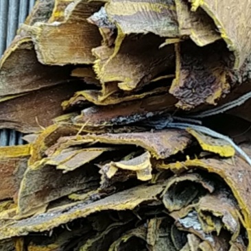 贵州铜仁树皮类中药材黄柏皮干货多种规格产地直供一手货源