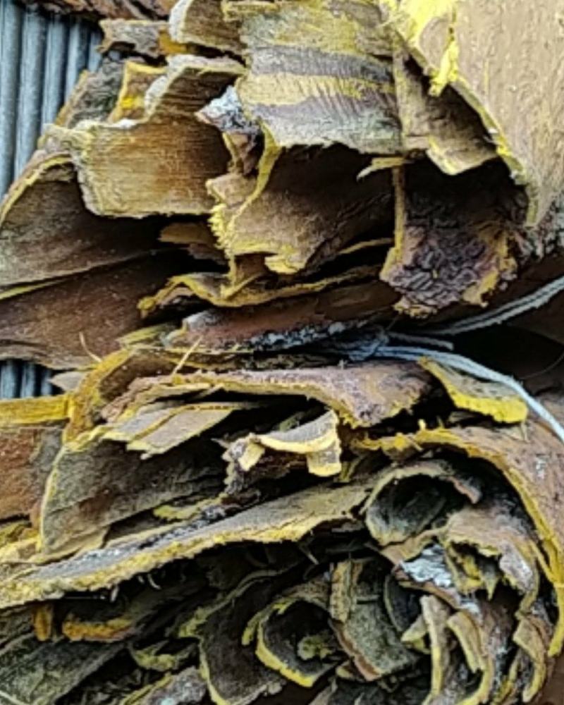 贵州铜仁树皮类中药材黄柏皮干货多种规格产地直供一手货源