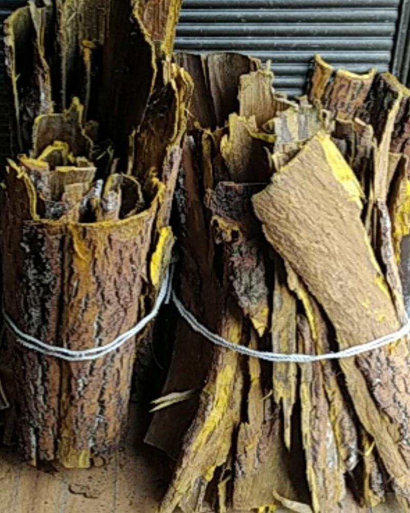 贵州铜仁树皮类中药材黄柏皮干货多种规格产地直供一手货源