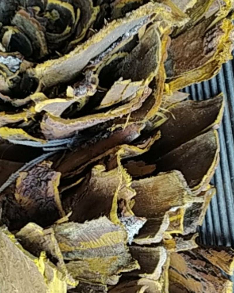 贵州铜仁树皮类中药材黄柏皮干货多种规格产地直供一手货源