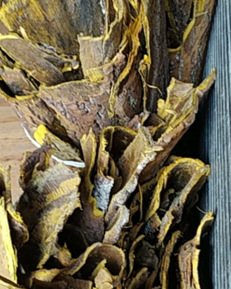 贵州铜仁树皮类中药材黄柏皮干货多种规格产地直供一手货源