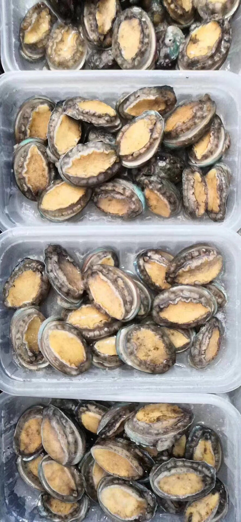 250克盒装活冻小鲍鱼，一盒18-20个