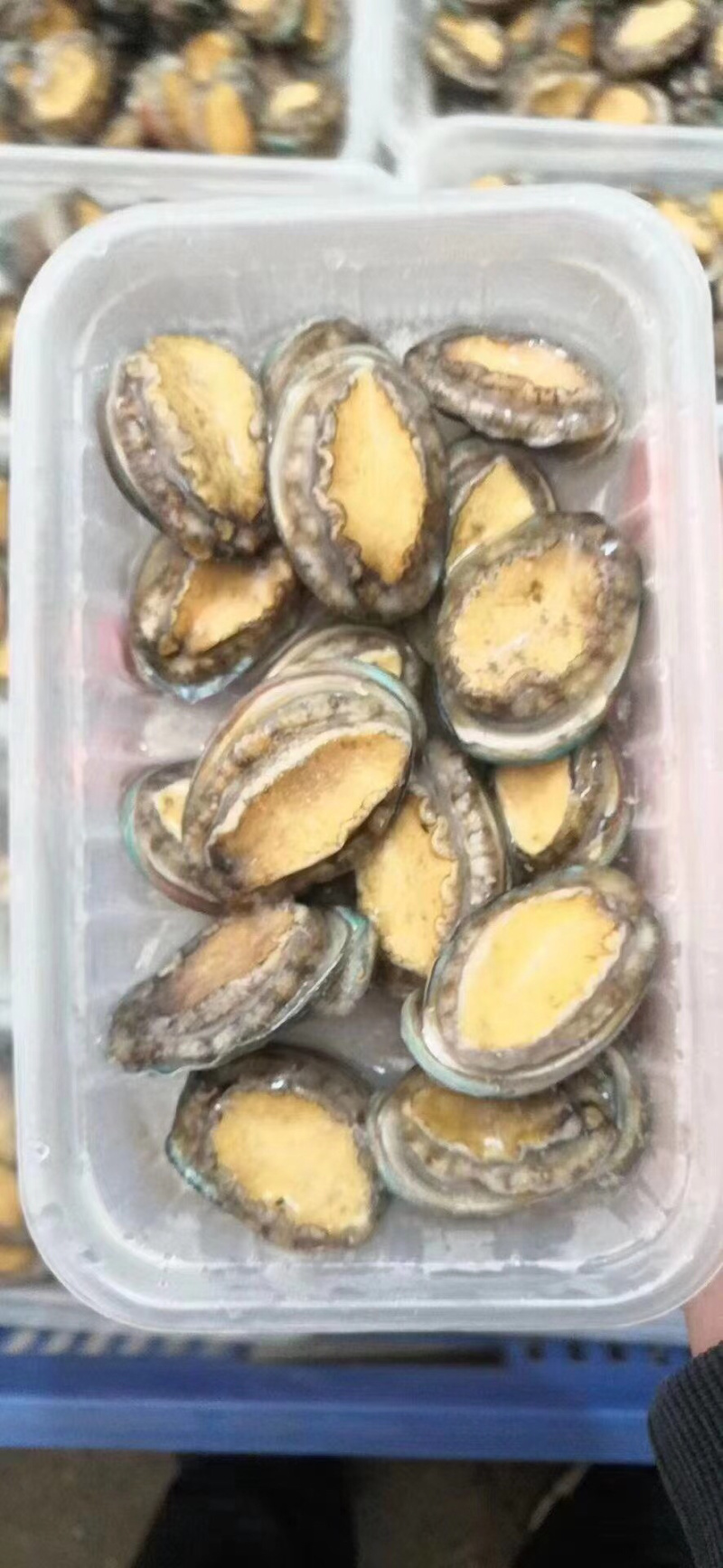 250克盒装活冻小鲍鱼，一盒18-20个