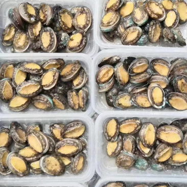 250克盒装活冻小鲍鱼，一盒18-20个