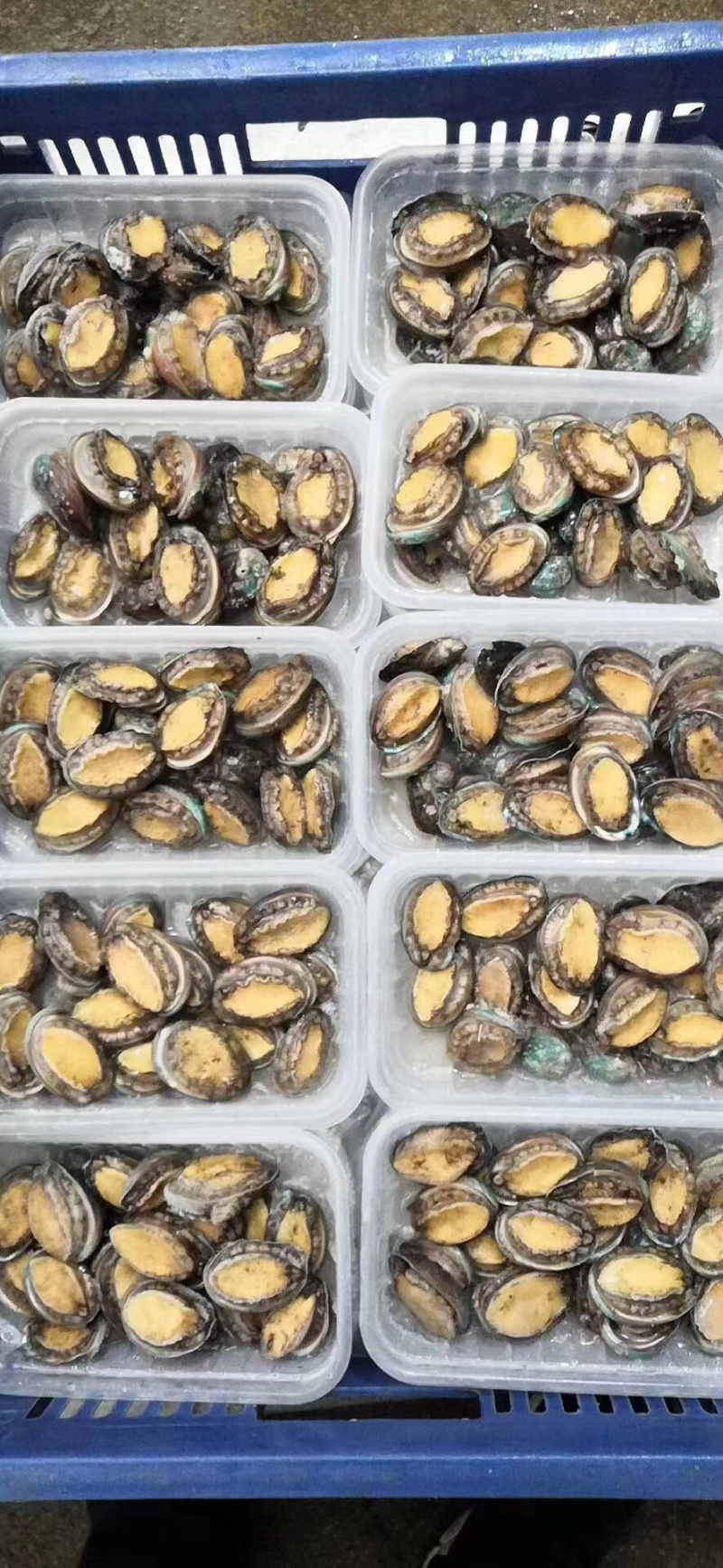 250克盒装活冻小鲍鱼，一盒18-20个
