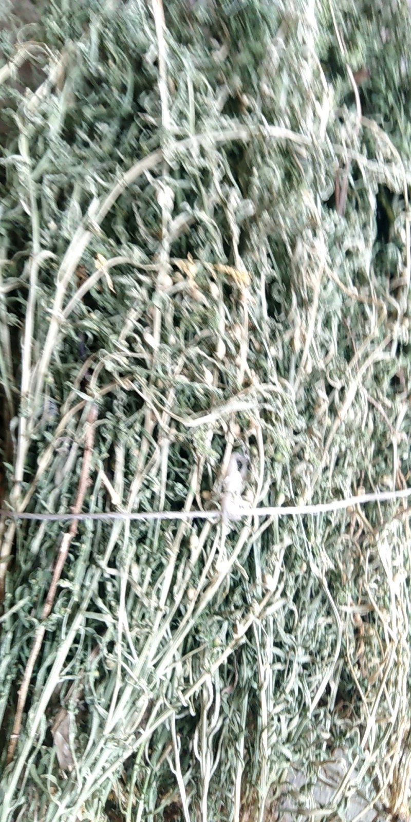 百蕊草，，麦黄草，沮草，，，野生干货，保证质量，长期有货