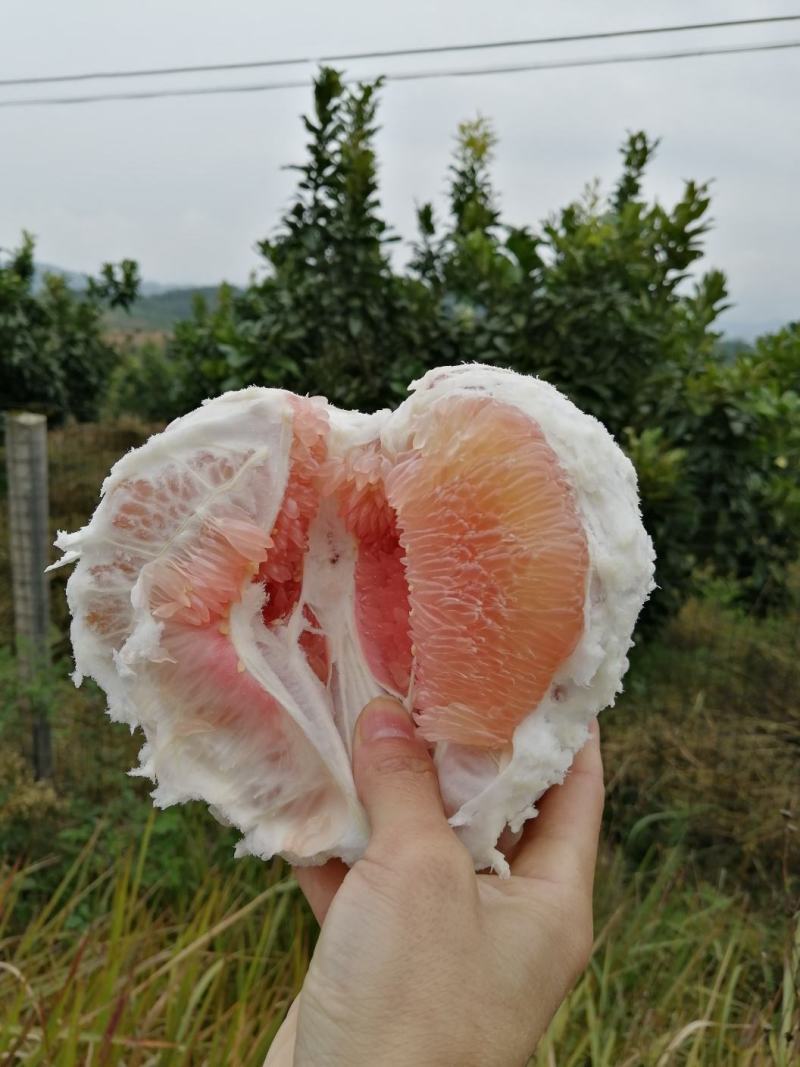 生态红柚，绿色健康食品