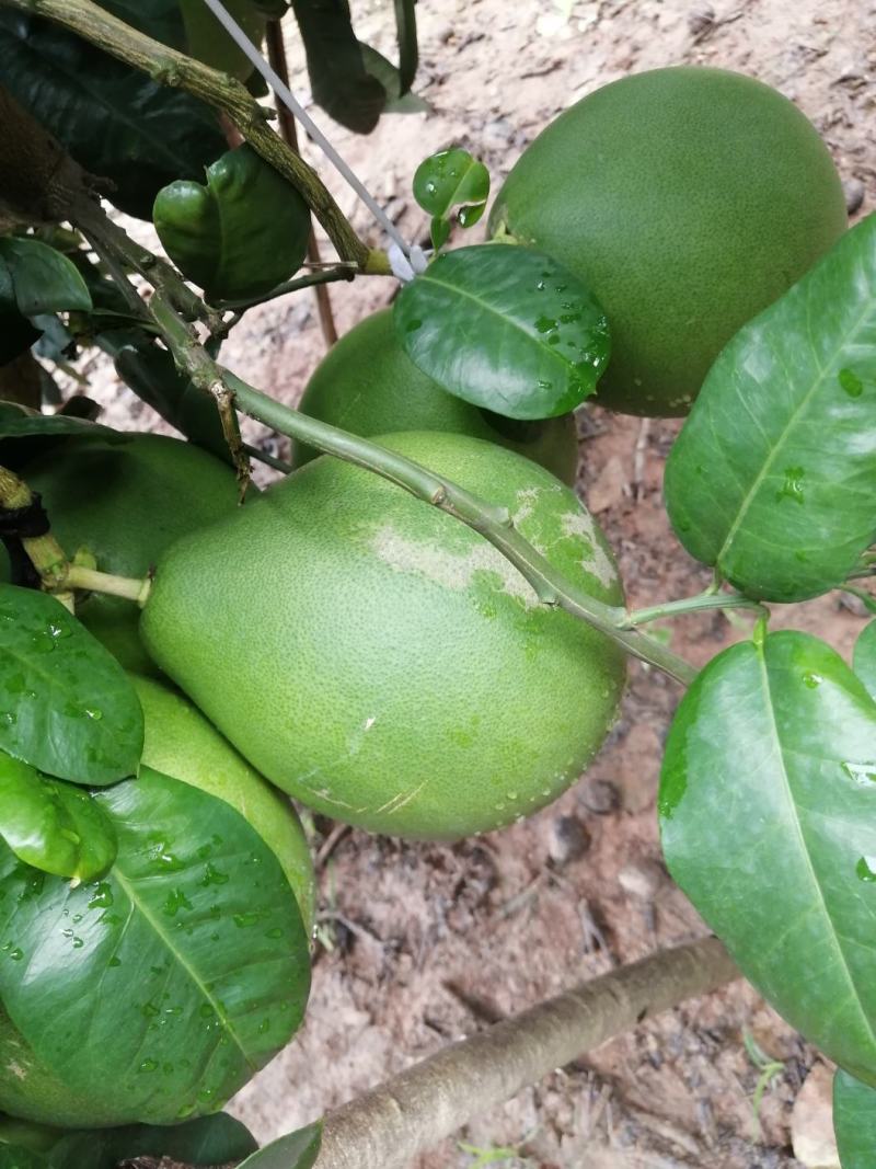 生态红柚，绿色健康食品