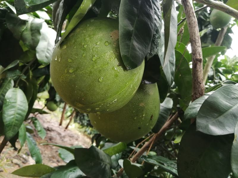生态红柚，绿色健康食品