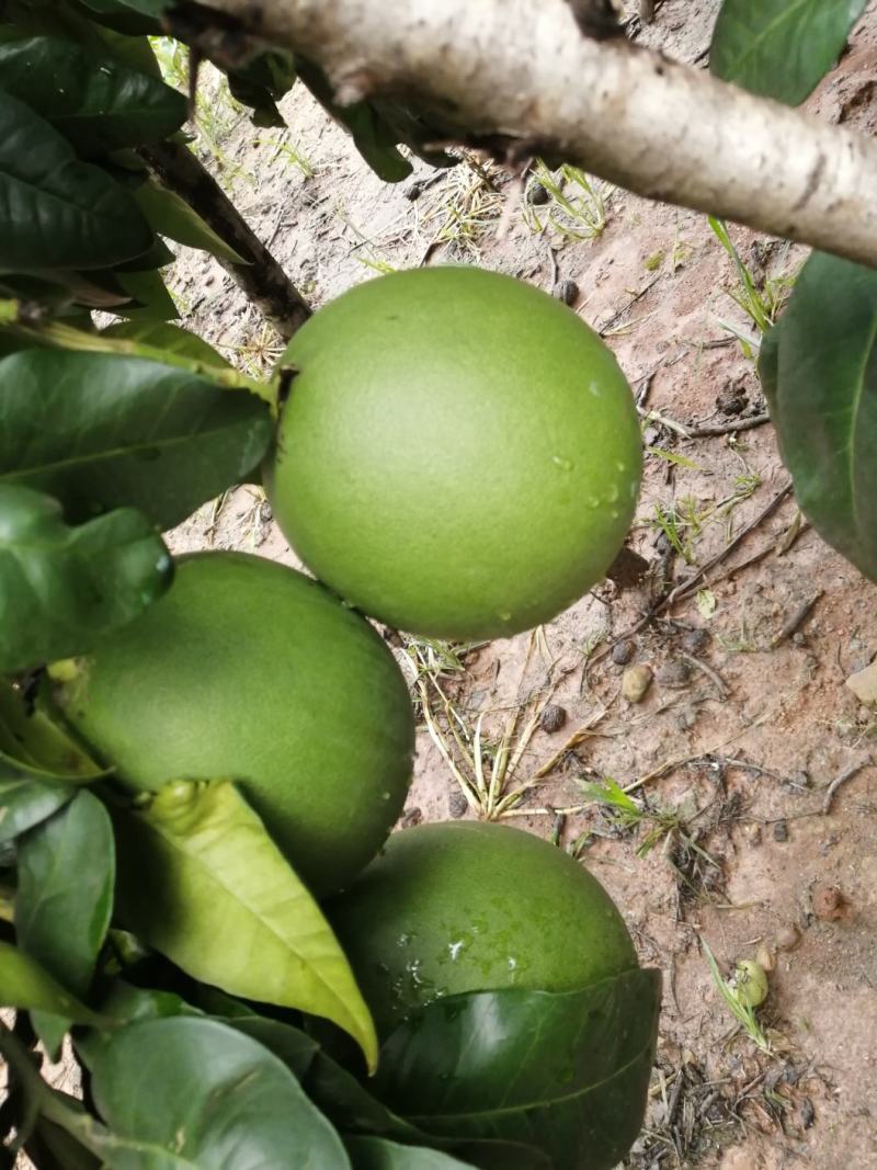生态红柚，绿色健康食品