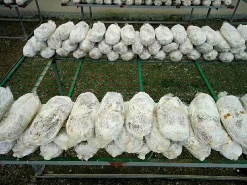 灵芝菌棒，菌种，活体专卖，高端好品质货源稳定