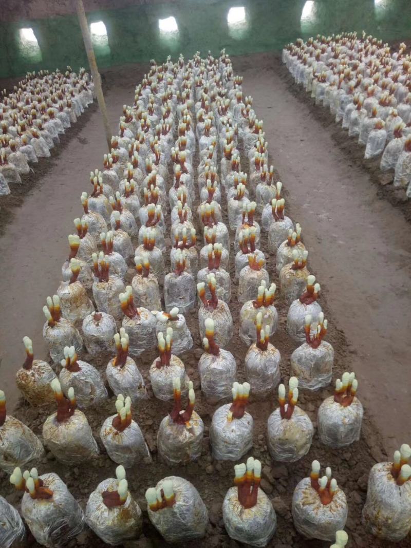 灵芝菌棒，菌种，活体专卖，高端好品质货源稳定