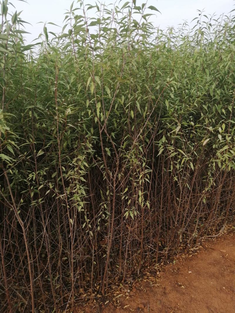 山桃杯苗预订，量大优惠