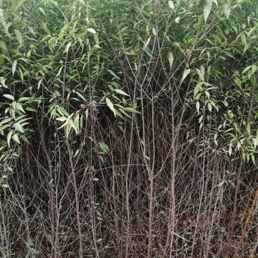 山桃杯苗预订，量大优惠