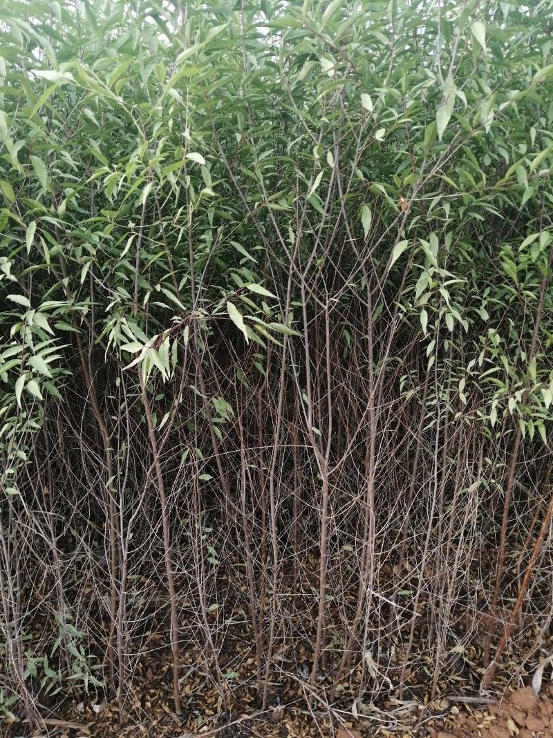 山桃杯苗预订，量大优惠