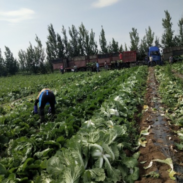河北兴源蔬菜基地代发团队，大量供应黄心白菜。