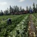 河北兴源蔬菜基地代发团队，大量供应黄心白菜。