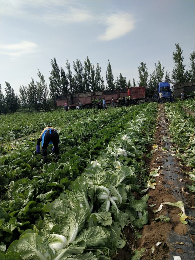 河北兴源蔬菜基地代发团队，大量供应黄心白菜。