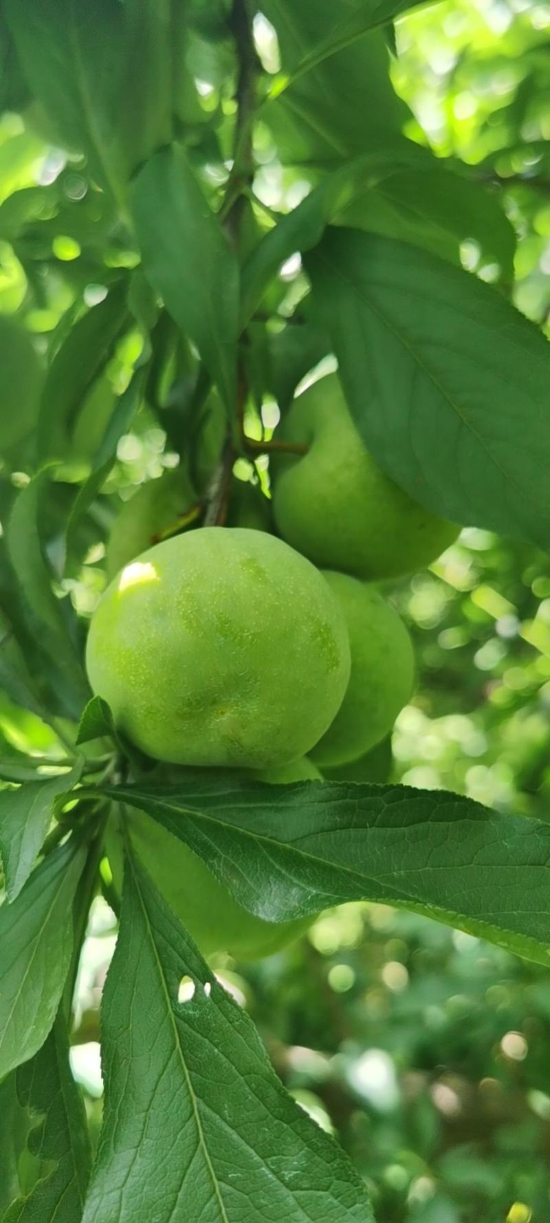 茂县青脆李大量上市。专业代办，专业，选果团队，