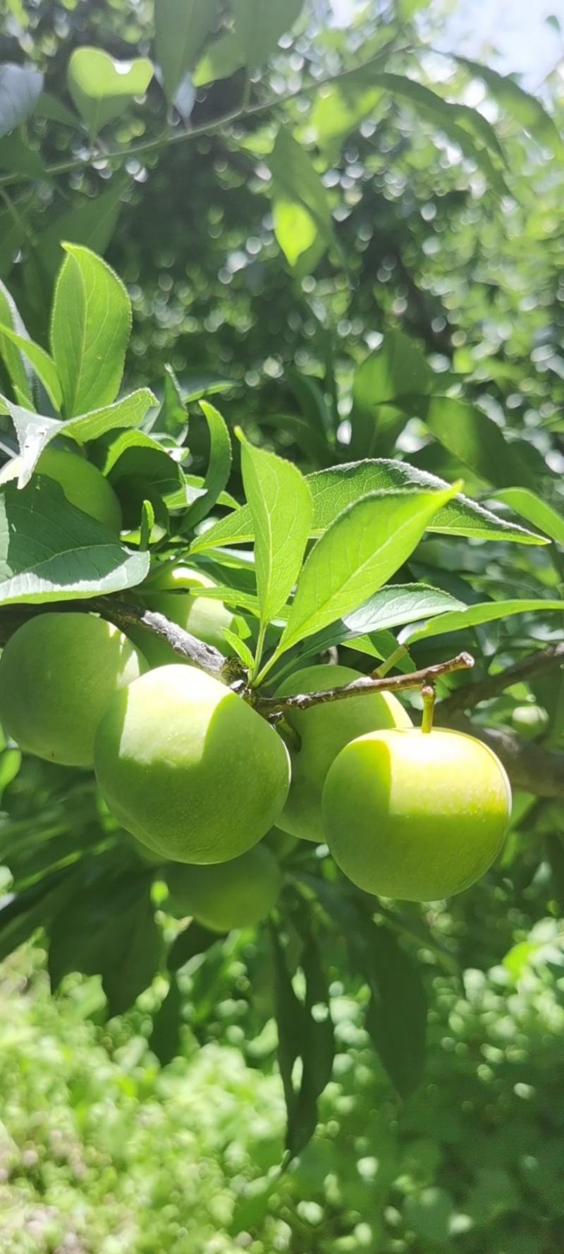 茂县青脆李大量上市。专业代办，专业，选果团队，