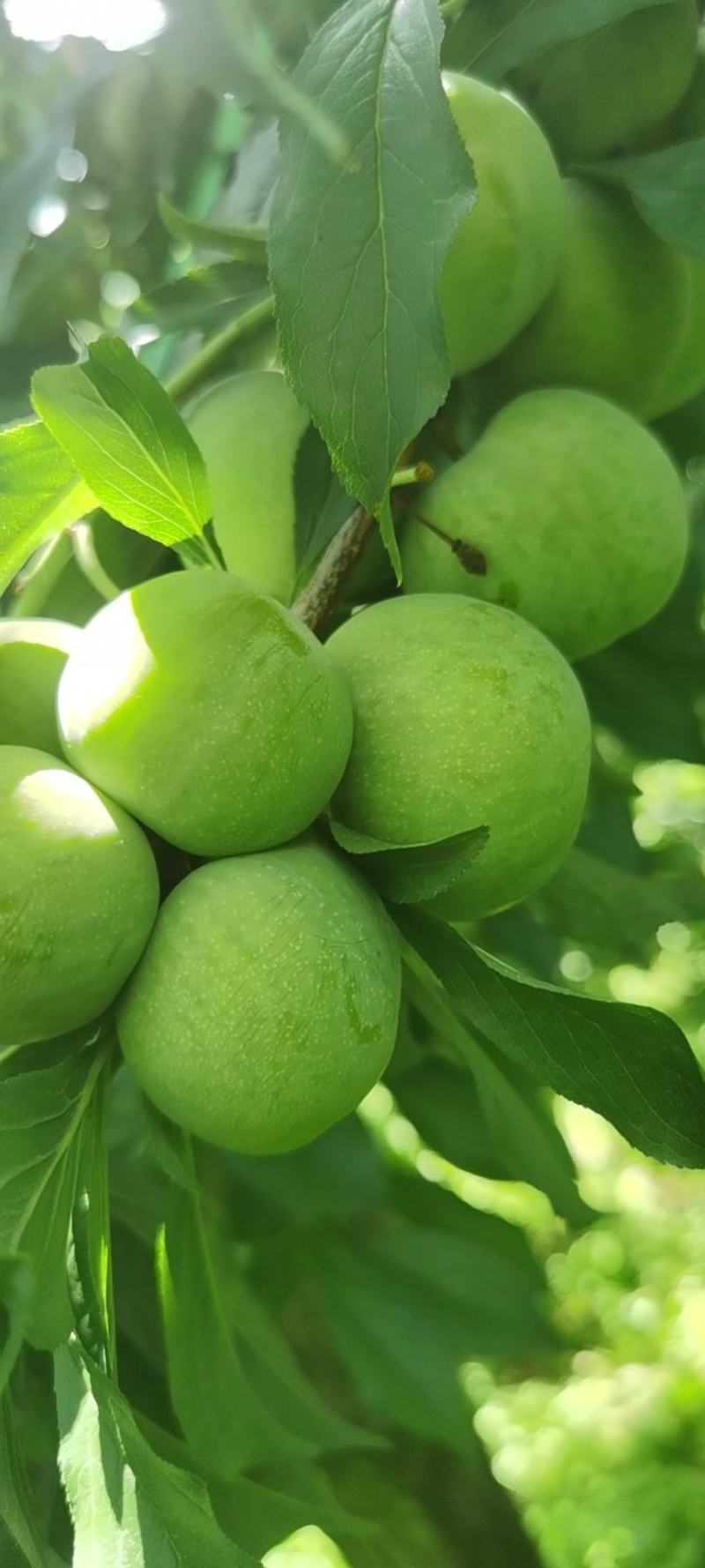 茂县青脆李大量上市。专业代办，专业，选果团队，