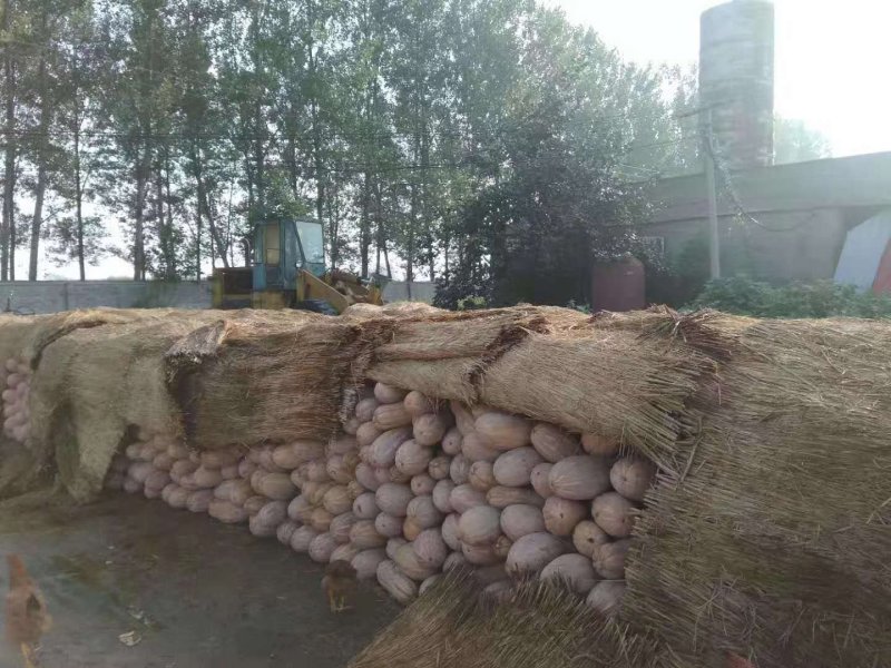 密本，老南瓜，头茬瓜，口感好