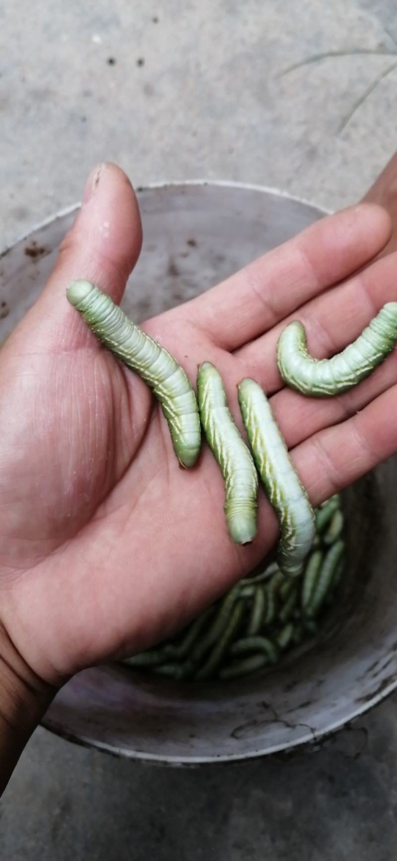 大头黄青虫红虫纯野生豆虫净货冷冻山芝麻虫豆丹蛋白虫地批发