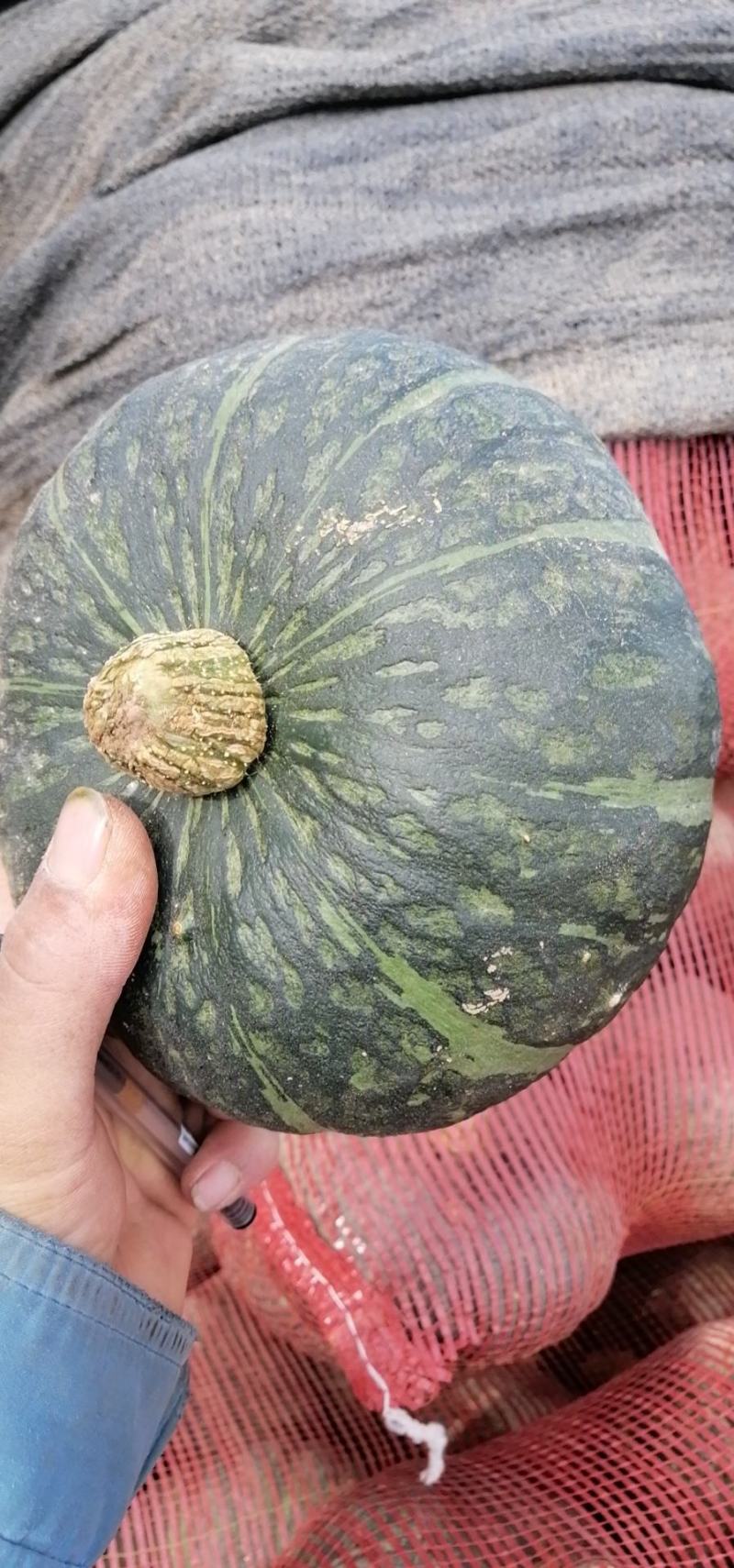 板栗南瓜，产地直供，代发全国，视频看货诚信为本，干面甜