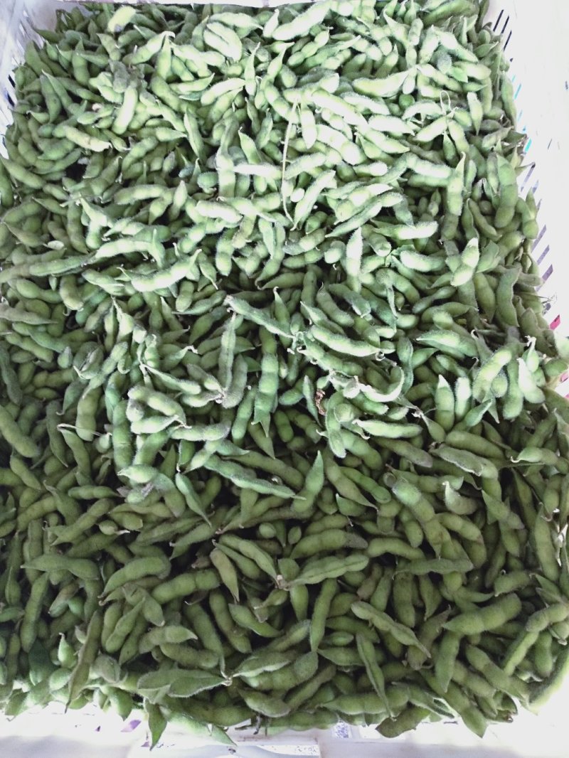 毛豆大量有货绿色好看