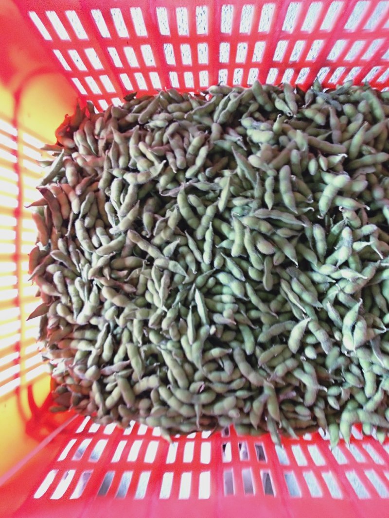 毛豆大量有货绿色好看